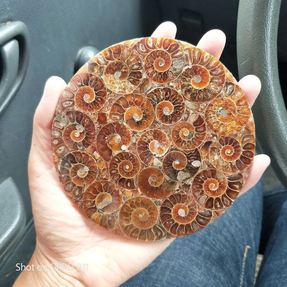 Окаменелая тарелка из аммония Natura Shell a compassl MADAGASCAR Fossil с лечебным действием