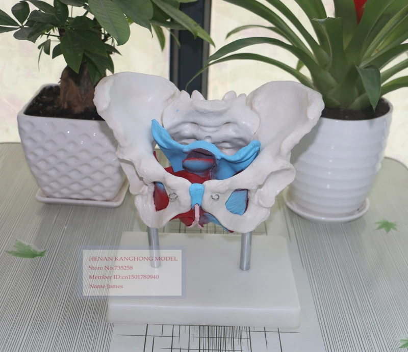 Модель женского таза Женский таз с моделью тазового модель анатомии | Канцтовары