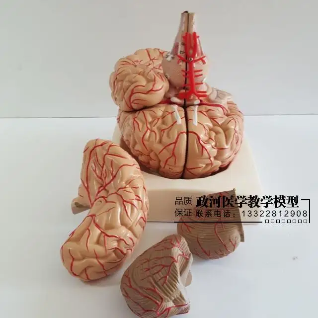 9 деталей модель мозговой артерии головного мозга с нервной системой|model brain|anatomical