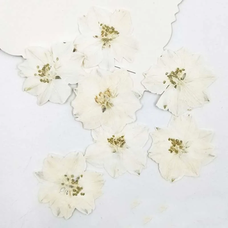 Dye White 2-3CM Краситель цвет Larkspur на Рождество Цветы оформление пресс цветок сушеный цветок 120 шт - Цвет: Dye White 2-3CM