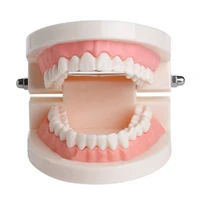 1 piece teeth model dentist clear gum standard dental model for teaching dentistry material dentist tools dental lab model