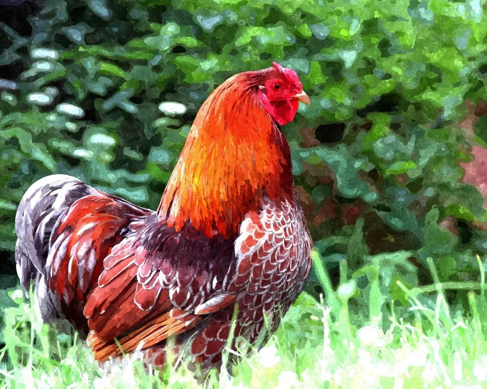 Краски по номерам наборы для взрослых DIY 40312|Картины номерам| |