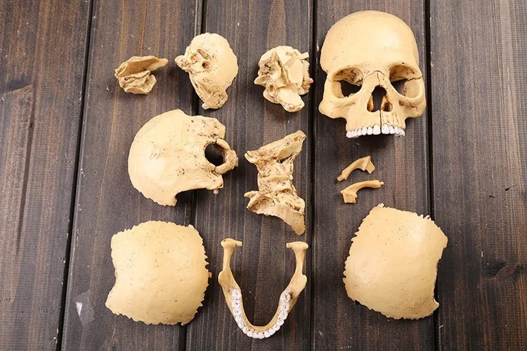 4D master human skull модель 17 шт Набор собранная Анатомия человека мерная модель
