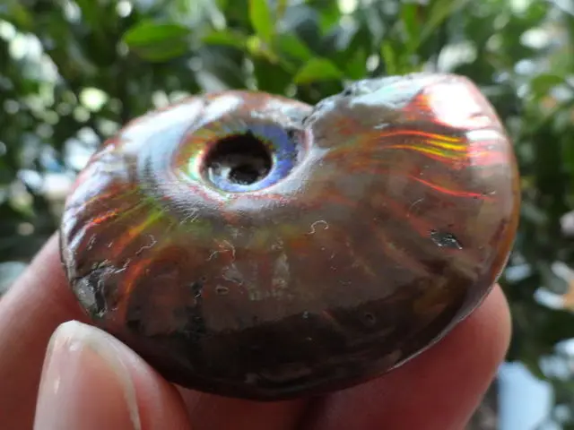 50 г мадагаскарский меловой Радужный огненный аммонитовый ископаемый|fossil fossils|fossil