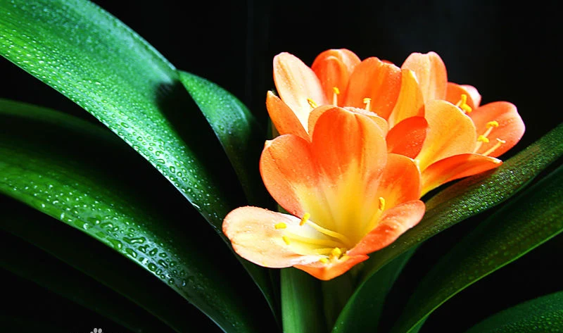 Free shipping 19 kinds Bonsai Clivia miniata flower plant seeds Kaffir lily in one Wholesale price home |