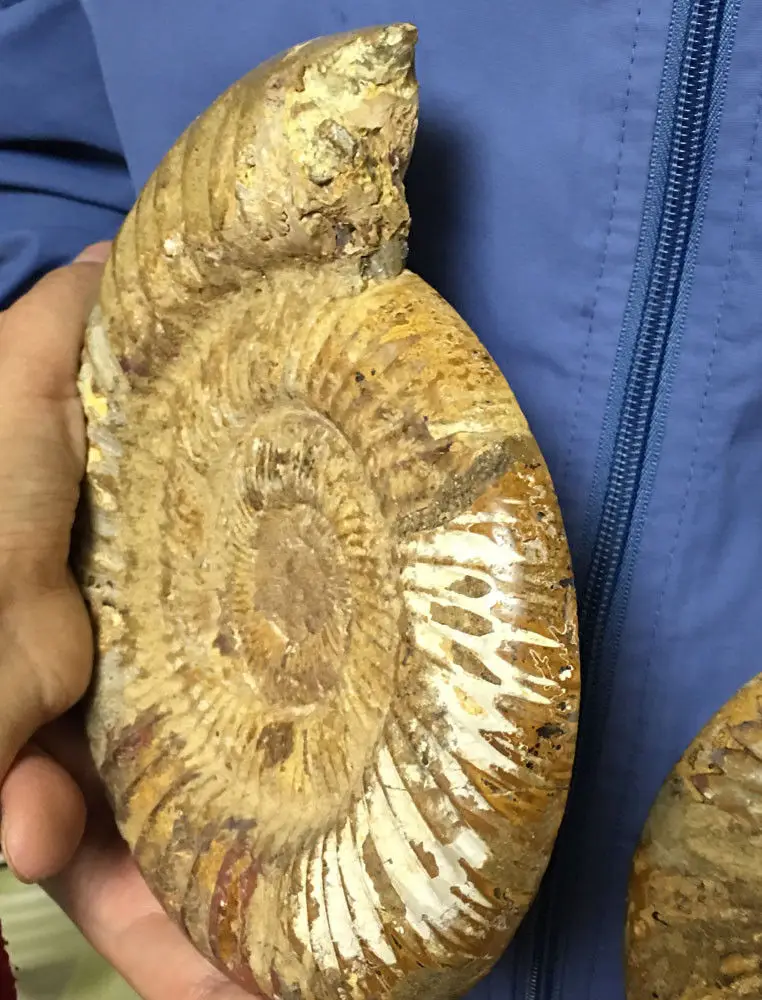 1500g AA + Madagascar Редкие разделенные ископаемые образцы раковины из аммонита целебные