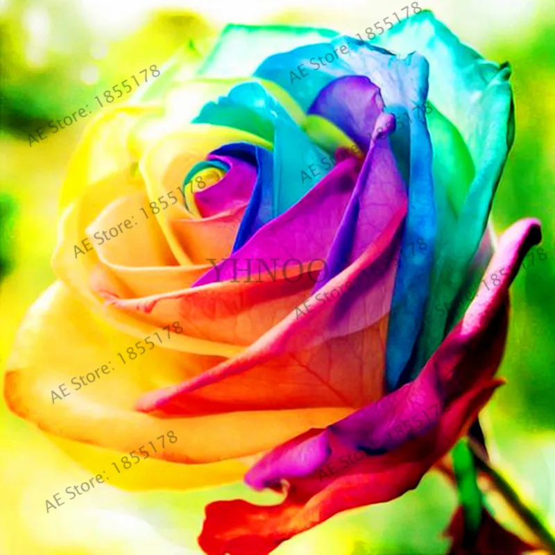 Горячая распродажа! 205 шт разноцветная редкая Роза Флорес бонсай цветок plantas