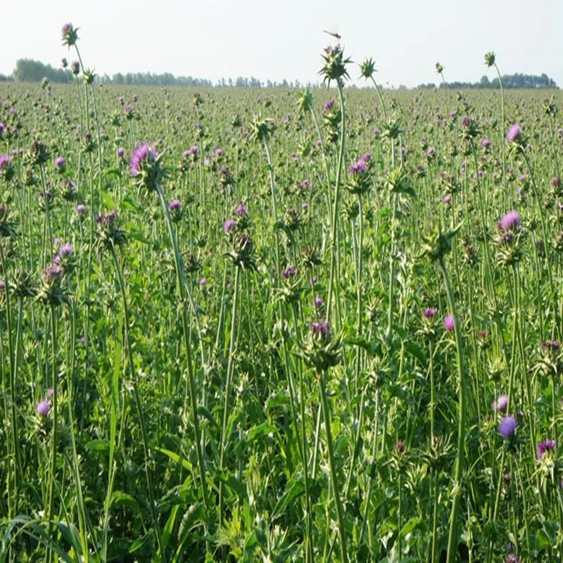 

High Milk Thistle Extract Powder Free Shipping