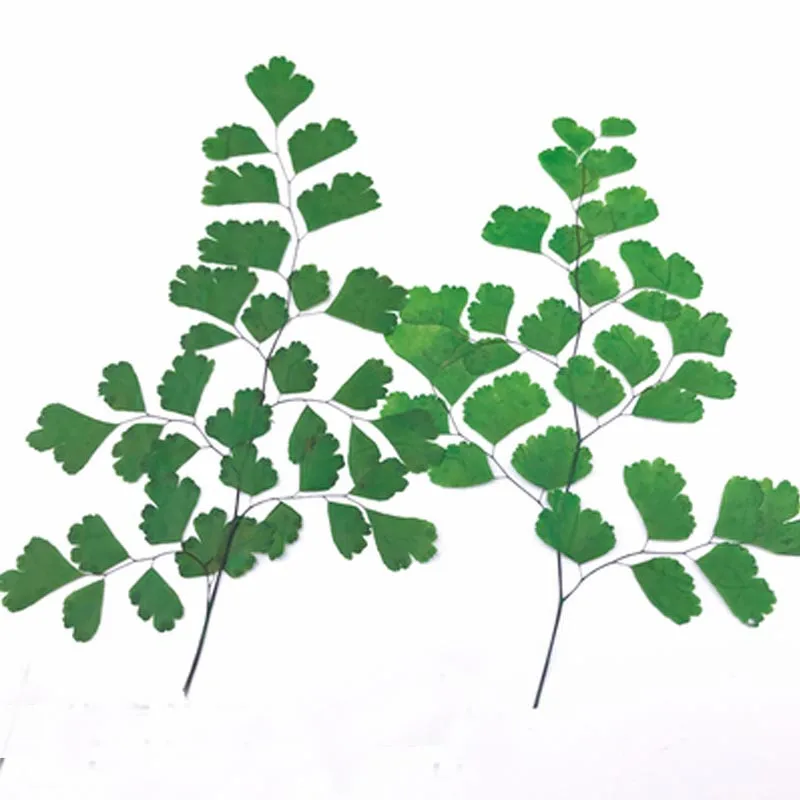 

Dyed Green Adiantum DIY Handmade Material PostCard / Gifts Decoration Dried Flower Art