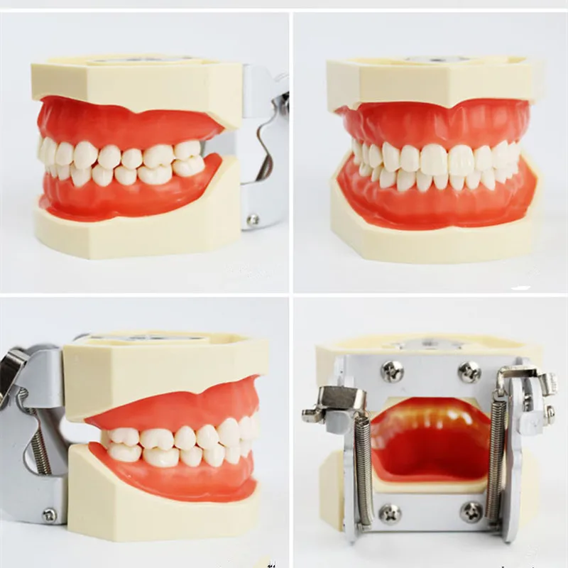 

Dental All Removable Teeth Model 28 pcs Dental Teeth Model for Dental Practice
