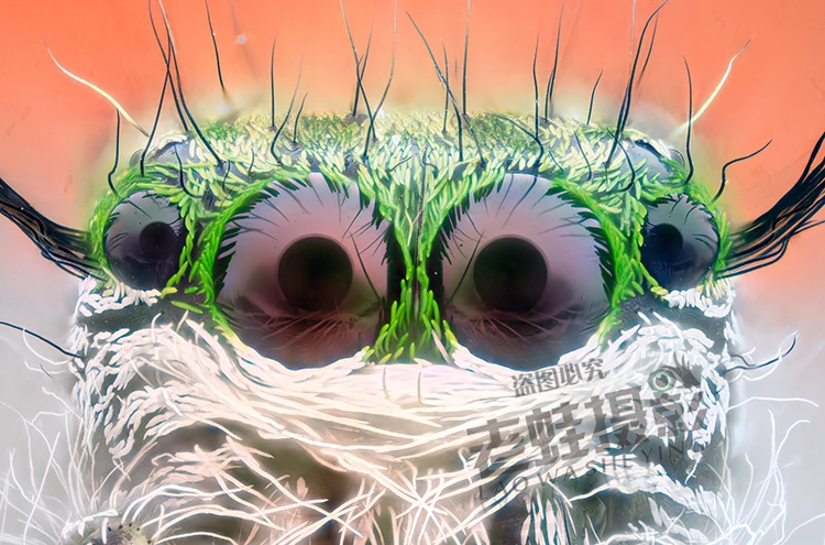 Макросъемка микрометр Регулировочная плата 12 5 мм точность 0 01 мм|macro photography|macro