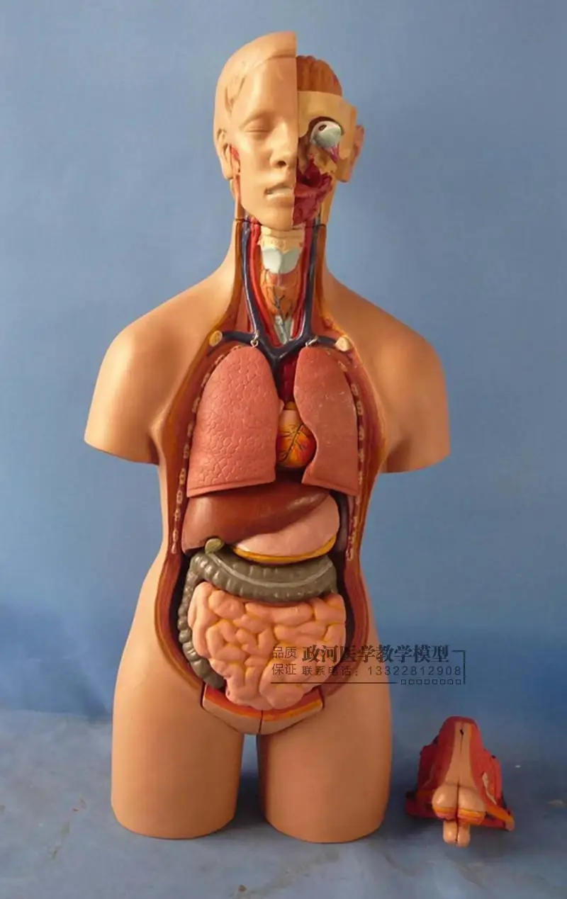 Hermaphroitic модель torso 55 см отсоединяемая 19 частей анатомическая багажника|human anatomy