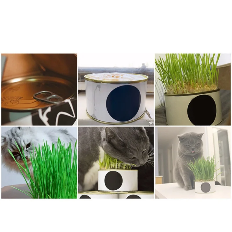 Набор для здорового выращивания кошек в помещении специальные игрушки от себя