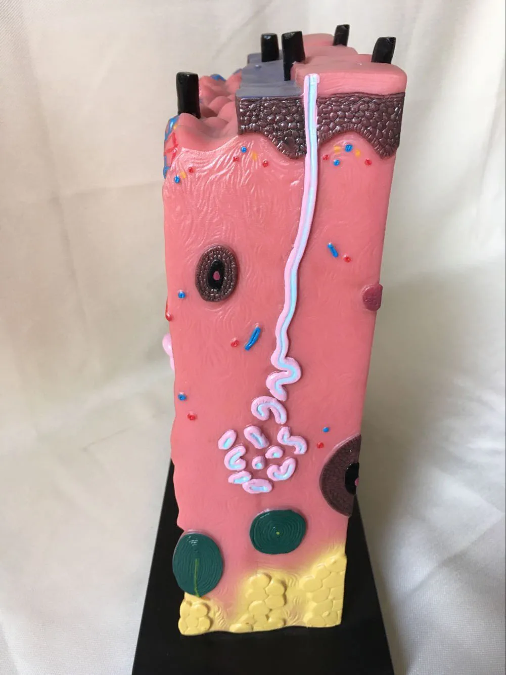 Quality PVC Human Skin Anatomical Model Acne Epidermis Anatomy Pathological Medical Teaching 34X34X16CM | Канцтовары для офиса и