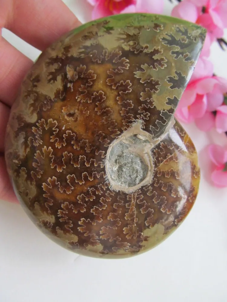 

AA++ L45 AMMONITE PRETTY NAUTILUS MADAGASCAR FOSSIL SPECIMEN HEALING 201g
