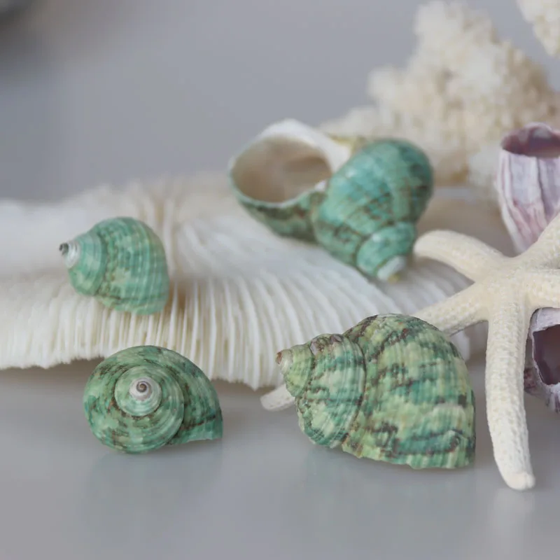 Бесплатная доставка (20 шт./лот) маленькая Зеленая Улитка натуральная раковина и