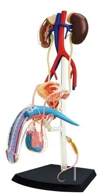 

4D MASTER Human assembled model Male genitalia medicine model free shipping
