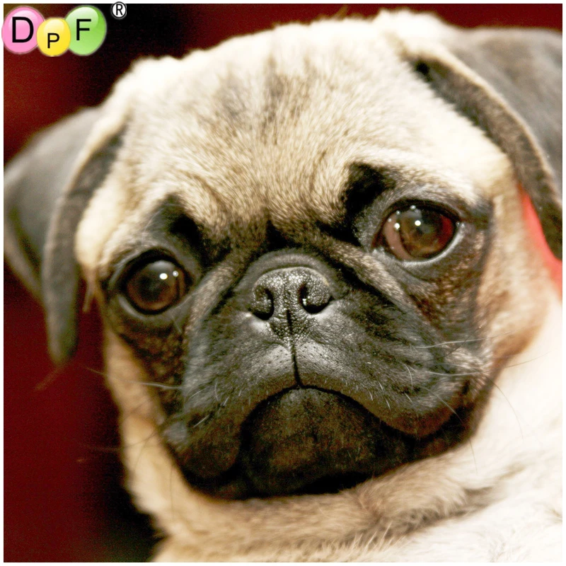 DPF мопса алмазов картина смолы квадратных полностью Алмазная декоративная