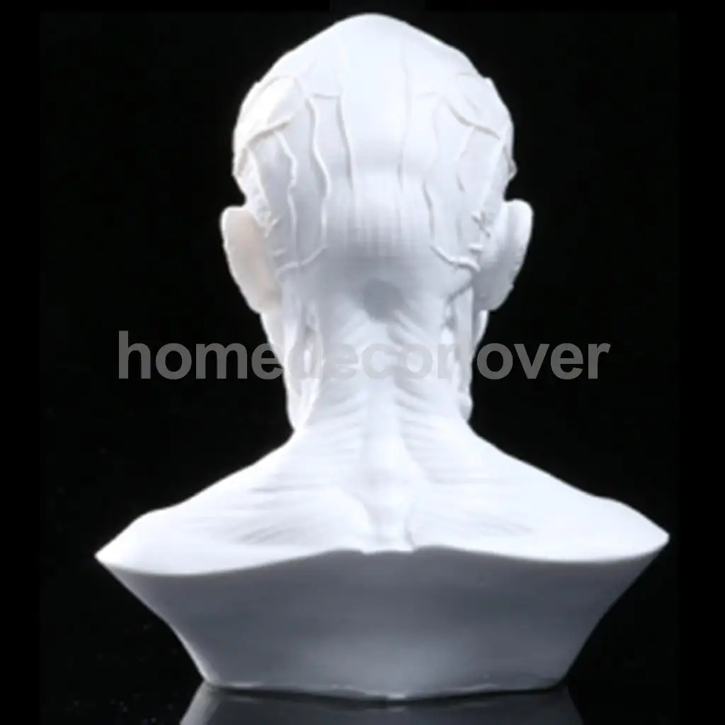 4 &quotмодель человека череп для изучения анатомии голова мышечная кость