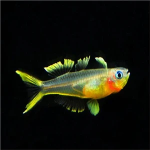 Набор 50 шт - Цвет: Pseudomugil furcatus