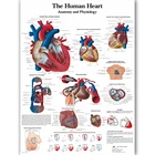 Рисунок сердца человека, анатомия, физиологический постер, карта, холст, картина, настенные картины для медицинского образования, докторы, офисный класс