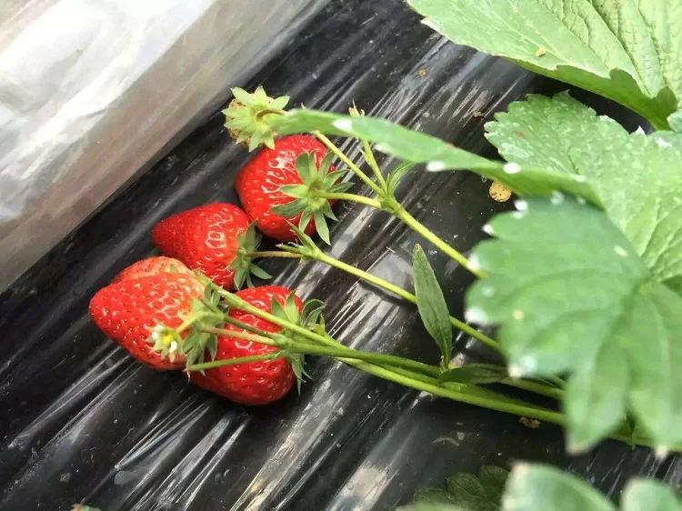 Черная сельскохозяйственная пленка клубника ПЭ Садовый цветок теплица