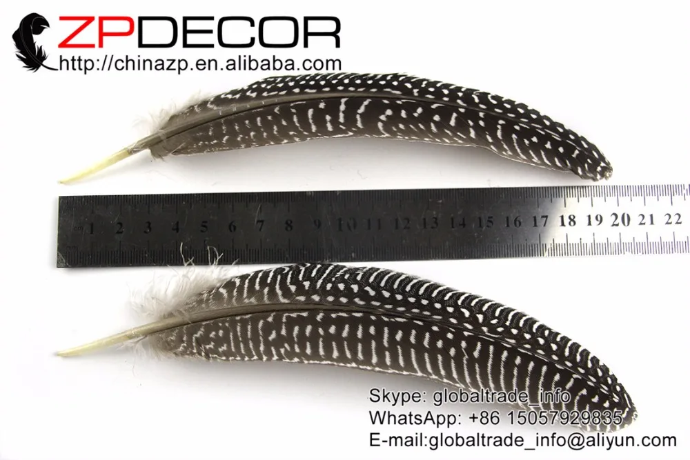 

Leading Supplier ZPDECOR 6-8inch(15-20cm) 100pieces/lot Rare Natural Guinea Fowl Wing quills Craft Decoration