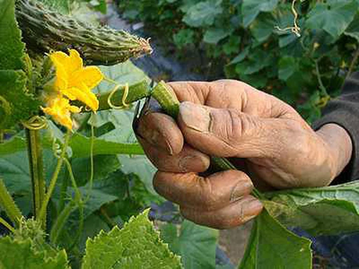 3 шт./компл. T F V нож для сбора фруктов устройство винограда T-Ring резак сада