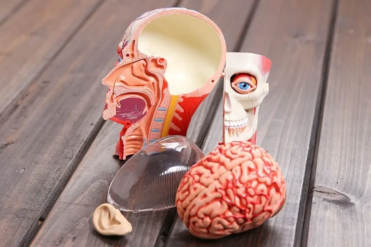 3d модель головы мышечная и нервная сборка системы анатомии человека|human system|anatomy