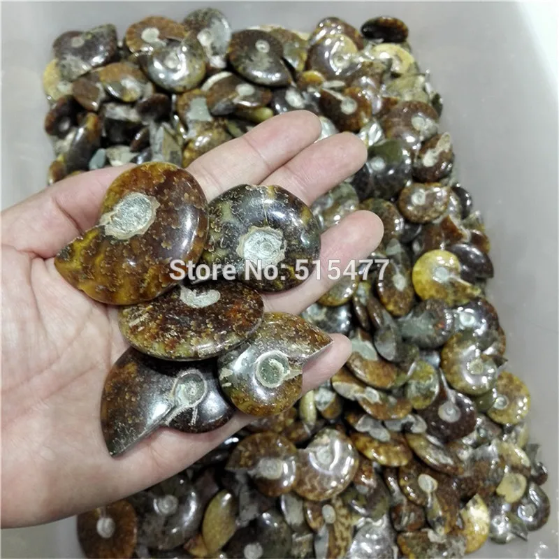 AAAA + 2 шт./лот редкий переливающийся аммолитовый корпус драгоценный камень с