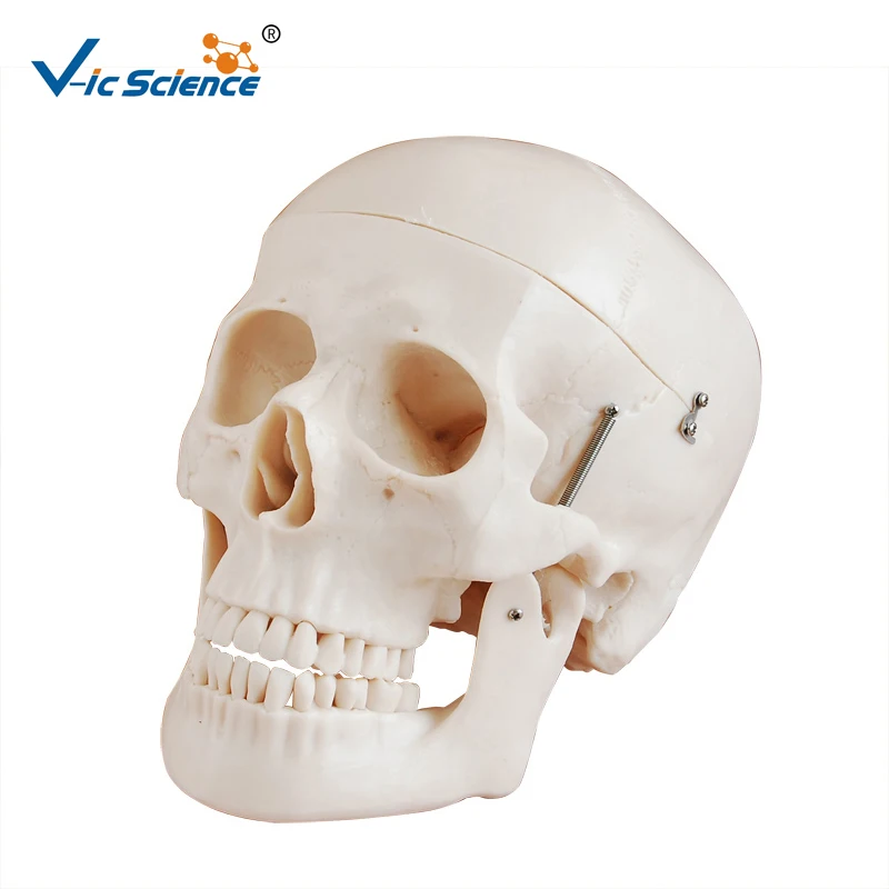 Advanced Deluxe Life Szie Human PVC Skull Model Medical Science Teaching for Students | Канцтовары для офиса и дома