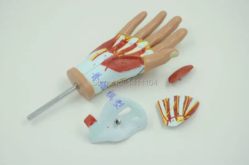 Бесплатная доставка и ручная мышечная модель анатомическая тендона ладони Shoumo.