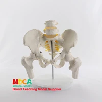 simulated lumbar vertebrae pelvic belt two lumbar vertebrae with femur model spine spine medical pelvis medical teaching mgp005