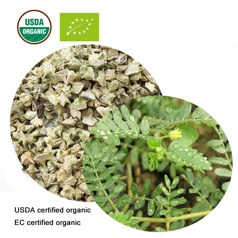 USDA и EC сертифицированный органический экстракт tribulus terrestris 10:1