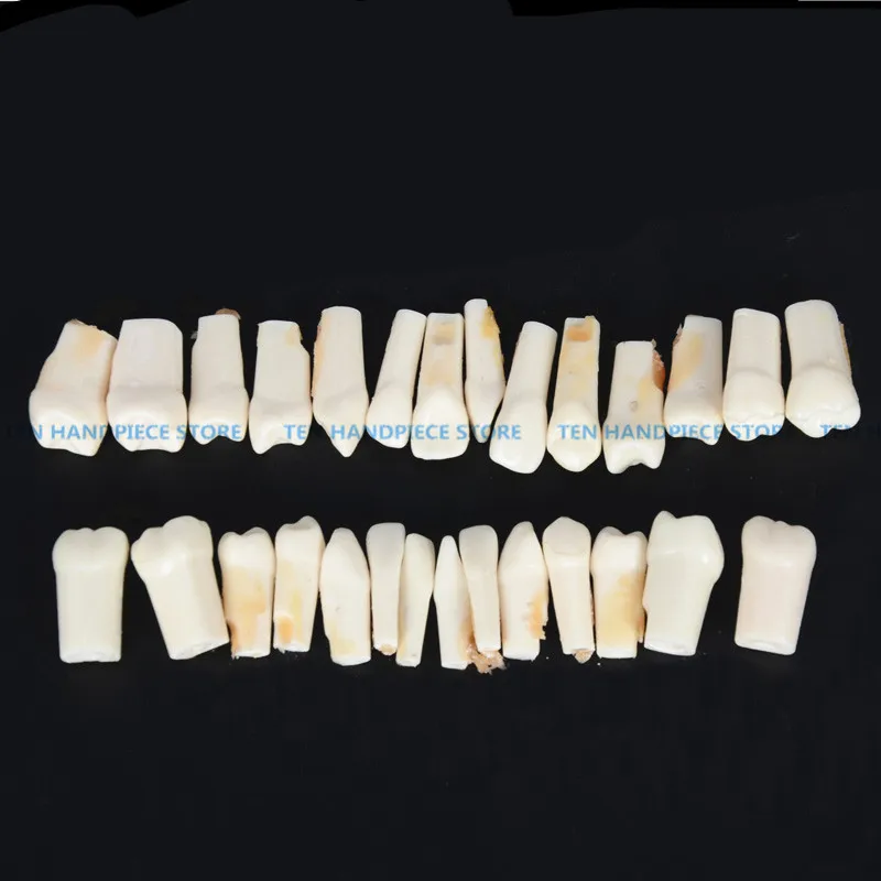 

2018 good quality Dental All teeth Removable Standard Teeth Tooth Model 28 pcs teeth student learning model