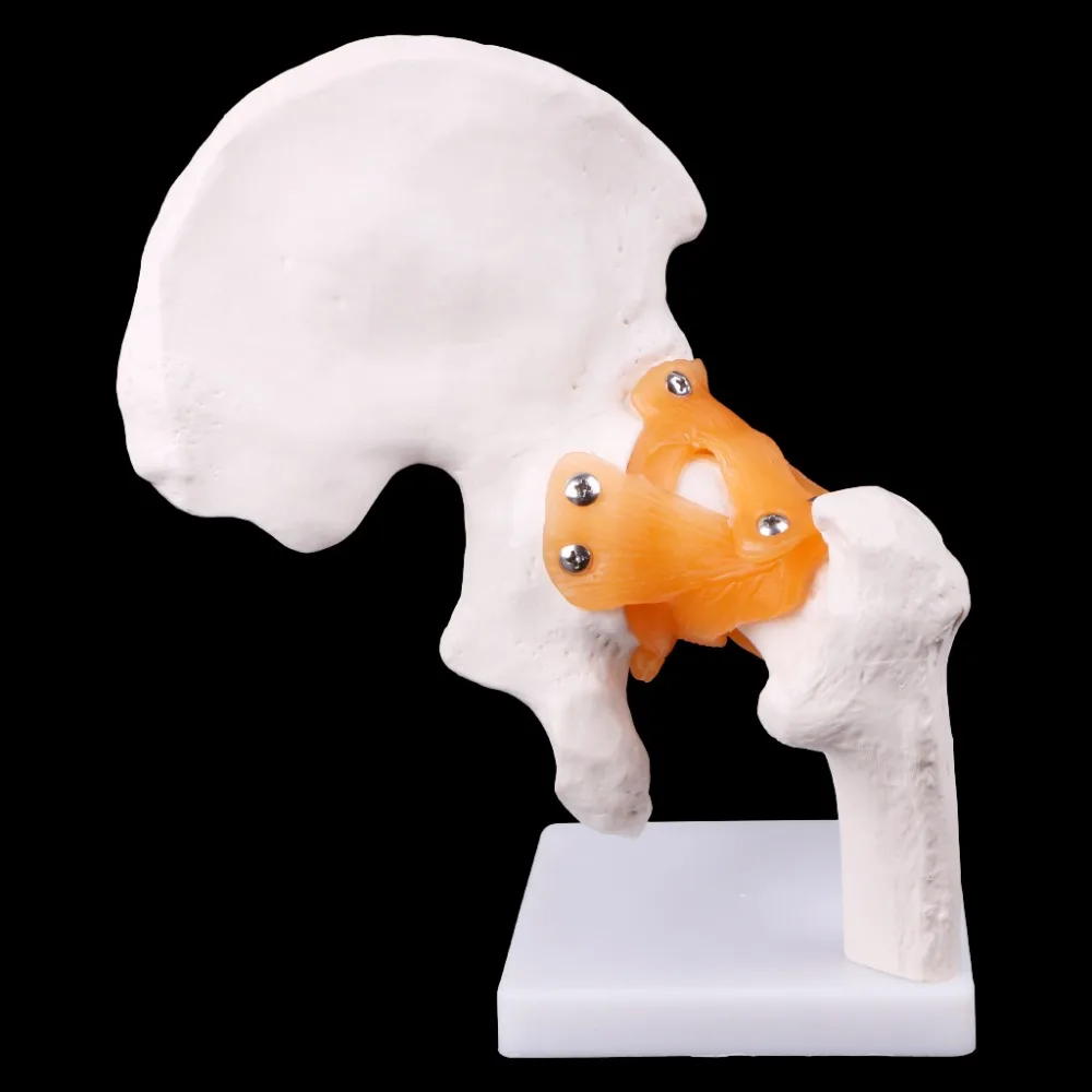 Life Size ligement Hip Joint медицинская анатомическая модель обучение скелету