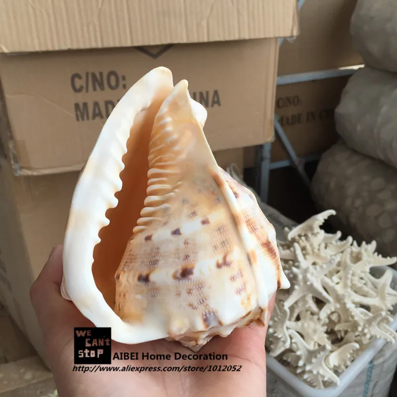 16-18 см Натуральная ракушка Cassis Cornuta четыре больших знаменитых винта Cassidae аквариум орнамент пейзаж аквариума украшения подарки - Цвет: 16 to 18cm
