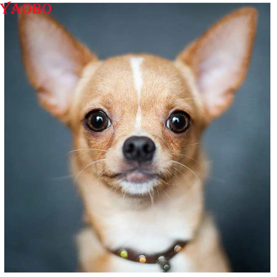 Милый Чихуахуа щенок алмазная вышивка 5d картина полная круглая Алмазная мозаика