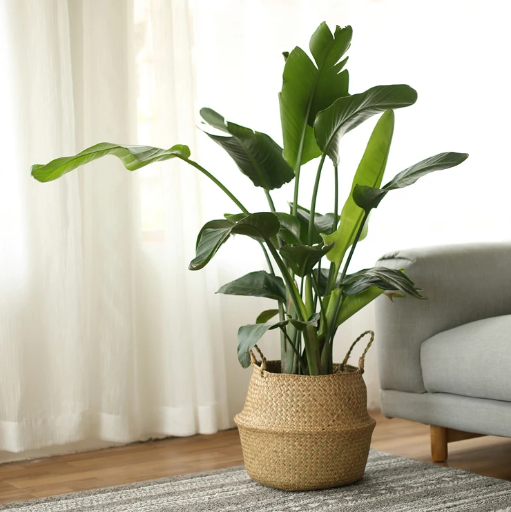 INS складная корзина для белья растения Цветочный горшок домашний декор