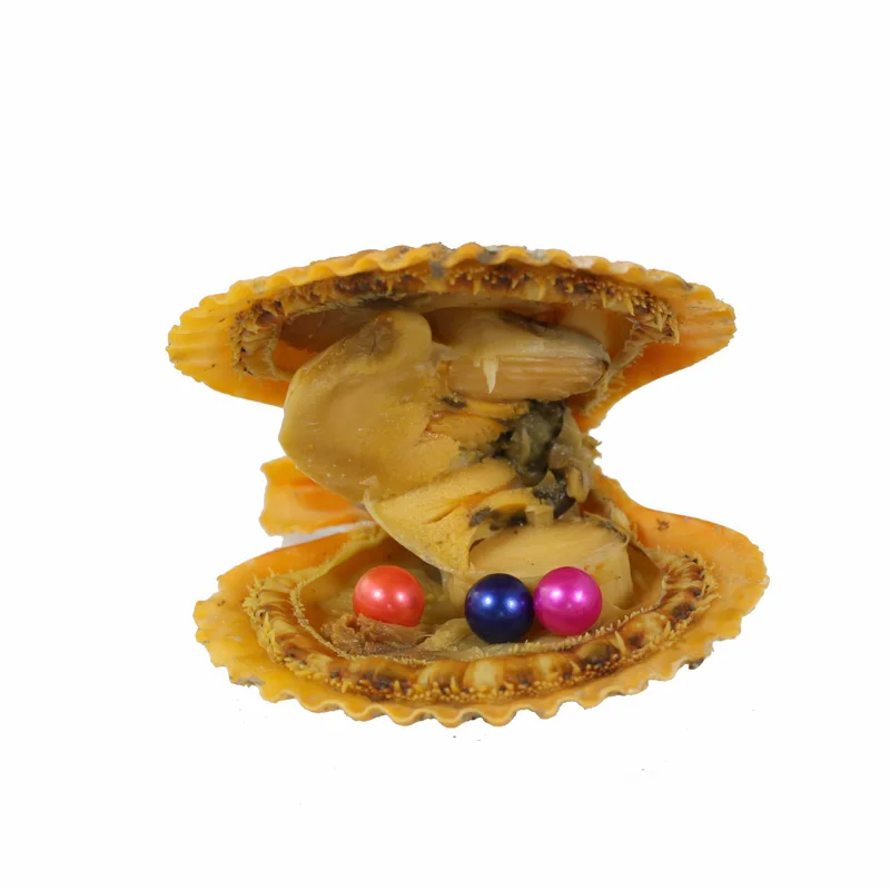 New Hot Sale Birthday Gifts Vacuum-packed Natural Red Orange Oyster Ten Round Pearl Mussel Shell Jewelry RR040 | Украшения и