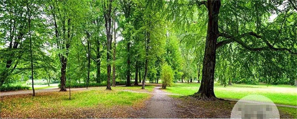 Пользовательские 3D Фото Обои номер росписи Зеленый Лес Дерево огромный 3d фото