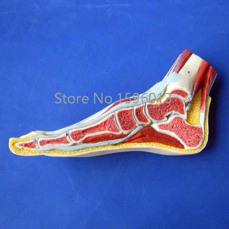 Anatomical Foot Model,  Median Sagittal Section of Foot Model, Foot midsagittal plane model