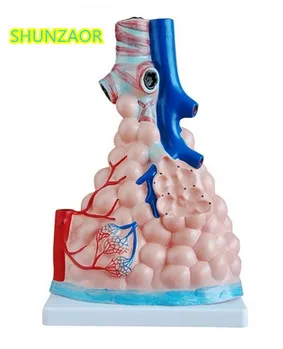 Пульмонарные альвеоли/альвеолярная модель инструменты для медицинского