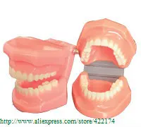 

Free Shipping Natural size model teaching dental tooth teeth dentist dentistry anatomical anatomy model odontologia
