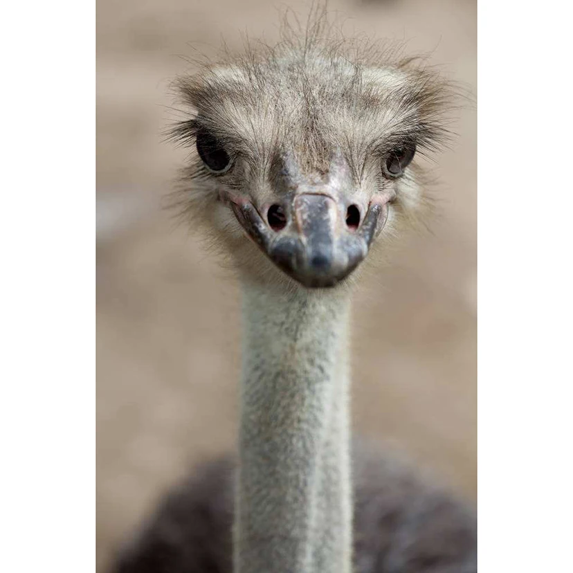 5d алмазная живопись животное мультяшный Страус полноразмерная Алмазная мозаика