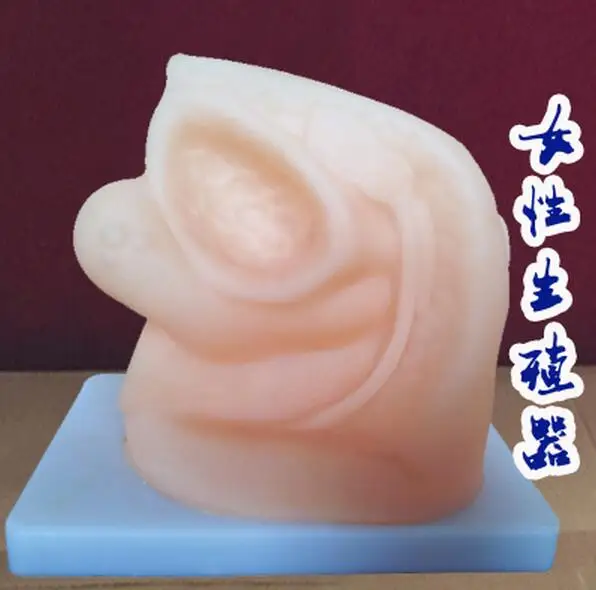 Модель человека женская модель внутренней и внешней генитальной анатомии уретры