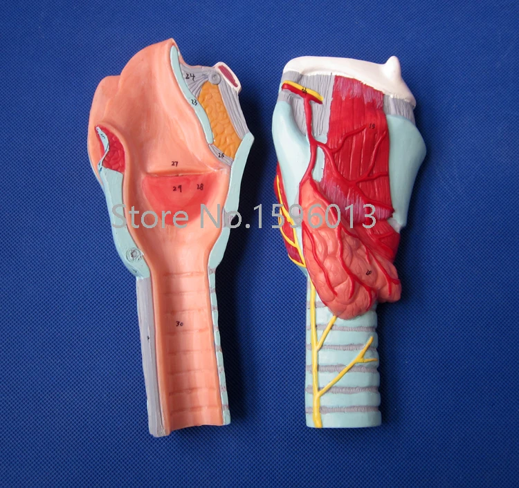 Модель человеческого ларинкса усовершенствованная модель анатомического