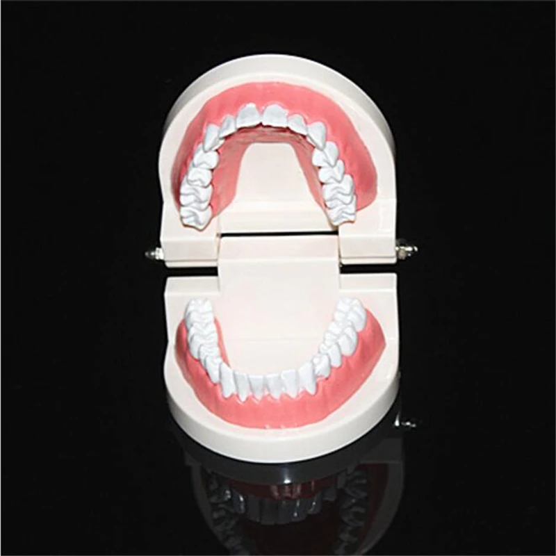 Adult Dental Model Oral Health Care Teeth Lab Equipment Dentist Study Teaching Showing |