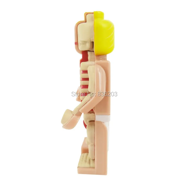 4D master vision Micro female Dissected figfunny анатомическая модель медицинская Джейсон Фрей Скелет Анатомические научные развивающие игрушки