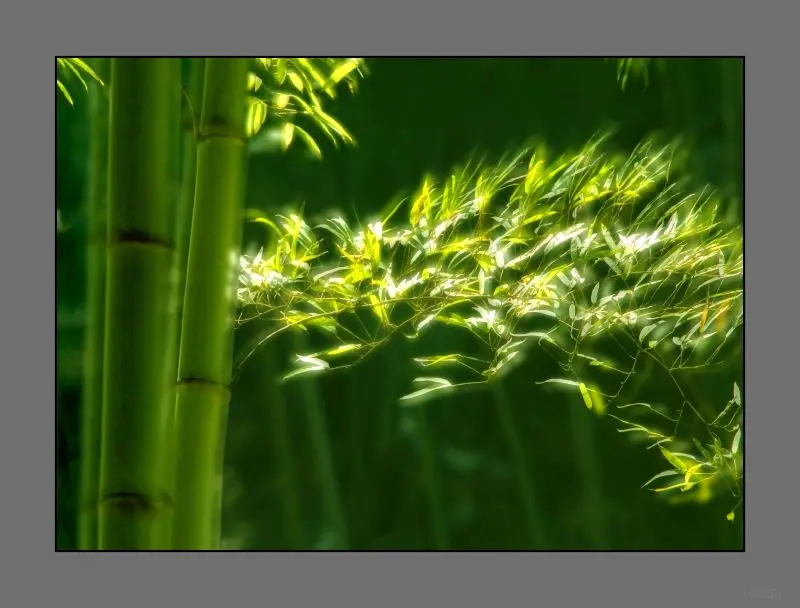 2015 винил 10x10ft фотография фон экрана новое поступление бамбук фото студия